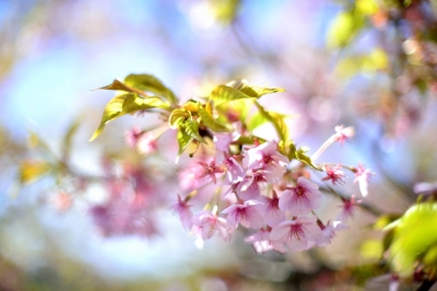 soku_30191.jpg :: 植物 花 桜 サクラ 葉桜 