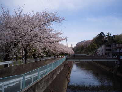 soku_30269.jpg :: 植物 花 桜 サクラ 