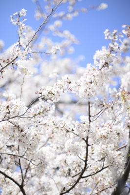 soku_30282.jpg :: 植物 花 桜 サクラ 