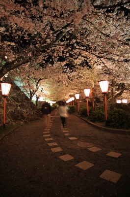 soku_30287.jpg :: 植物 花 桜 サクラ 夜桜 満開 建築 建造物 城 津山城 