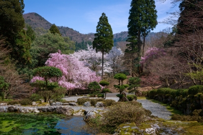 soku_30335.jpg :: 風景 自然 池 サクラ 