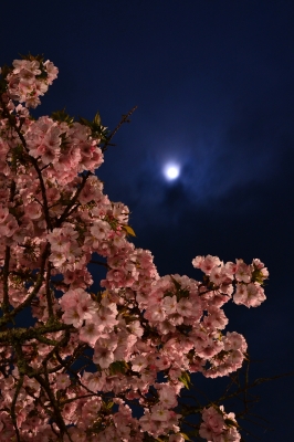 soku_30337.jpg :: 植物 花 桜 サクラ 夜桜 