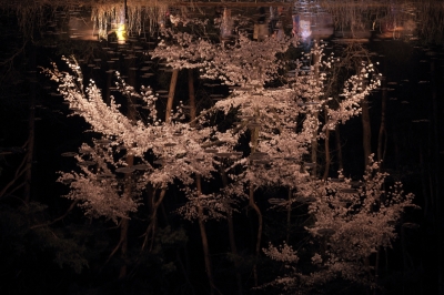 soku_30339.jpg :: 植物 花 桜 サクラ 夜桜 by Niigata 