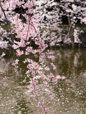 soku_30362.jpg :: 風景 自然 池 桜 サクラ 