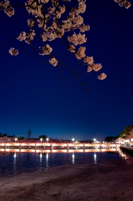 soku_30379.jpg :: 桜 名所 赤い橋 夜景 