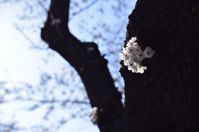 soku_30404.jpg :: 植物 花 桜 サクラ 