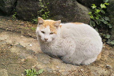 soku_30408.jpg :: 動物 哺乳類 猫 ネコ 