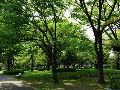 soku_30476.jpg :: 風景 街並み 公園 木々 新緑 