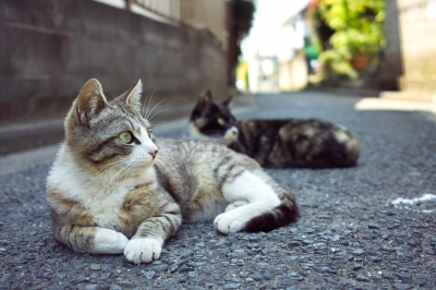 soku_30494.jpg :: 動物 哺乳類 猫 ネコ 