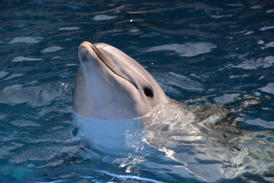 soku_30560.jpg :: 水族館 動物 海の生物 イルカ 