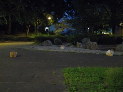 soku_30802.jpg :: 風景 街並み 公園 夜 動物 哺乳類 猫 ネコ 