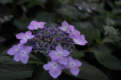 soku_30878.jpg :: 植物 花 紫陽花 アジサイ 