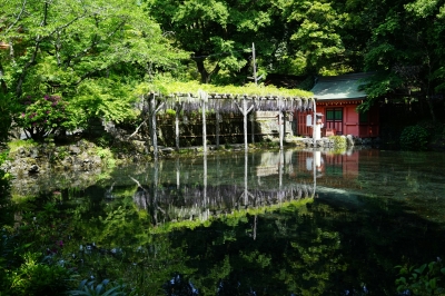 soku_30886.jpg :: 神社 風景 風景 自然 池 