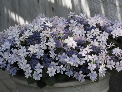 soku_30893.jpg :: 植物 花 紫の花 