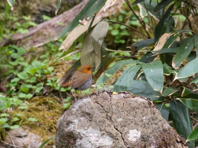 soku_31012.jpg :: 動物 鳥 野鳥 自然の鳥 コマドリ 