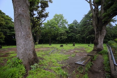 soku_31014.jpg :: 雨上がりの青空 風景 自然 公園 