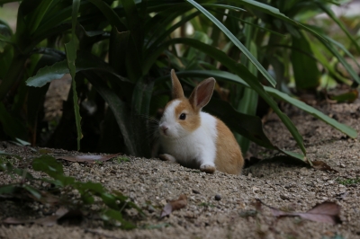 soku_31033.jpg :: うさぎ 動物 哺乳類 兎 ウサギ 