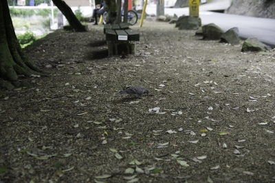 soku_31066.jpg :: 風景 自然 動物 鳥 鳩 ハト 