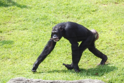 soku_31155.jpg :: EOS6D 動物園 チンパンジー 