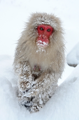 soku_31184.jpg :: 地獄谷 動物 哺乳類 猿 サル 風景 自然 雪 