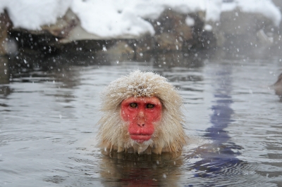 soku_31187.jpg :: 地獄谷 動物 哺乳類 猿 サル 風景 自然 雪 