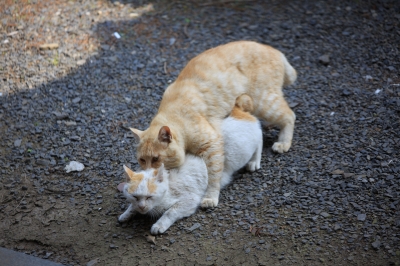soku_31190.jpg :: 動物 哺乳類 猫 ネコ 