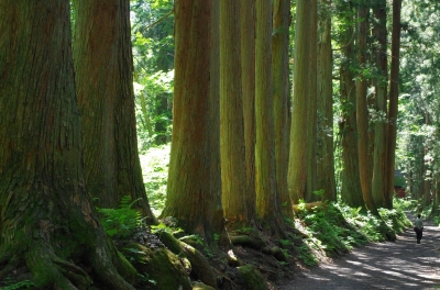 soku_31197.jpg :: 杉 嫌儲 風景 自然 森林 針葉樹林 