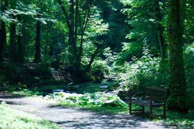 soku_31300.jpg :: 風景 自然 森林 