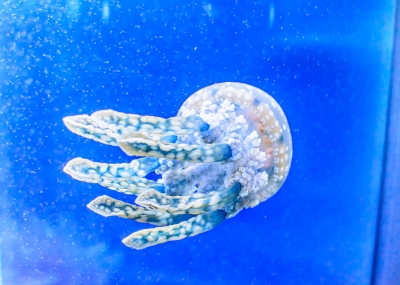 soku_31386.jpg :: 水族館 動物 海の生物 クラゲ 