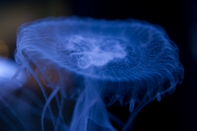 soku_31439.jpg :: 水族館 動物 海の生物 クラゲ 