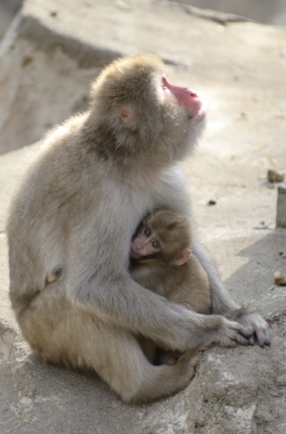 soku_31575.jpg :: 動物 哺乳類 猿 サル 