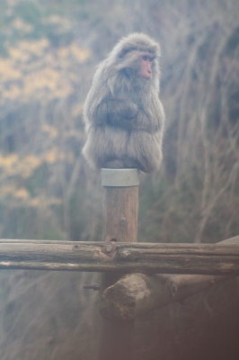 soku_32061.jpg :: 動物 哺乳類 猿 サル 