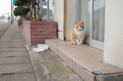 soku_32127.jpg :: 動物 哺乳類 猫 ネコ 
