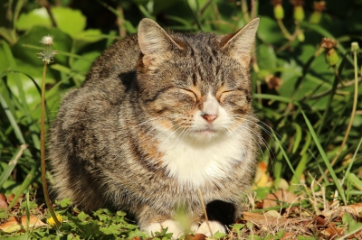 soku_32178.jpg :: 動物 哺乳類 猫 ネコ 
