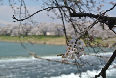soku_32248.jpg :: 植物 花 桜 サクラ 