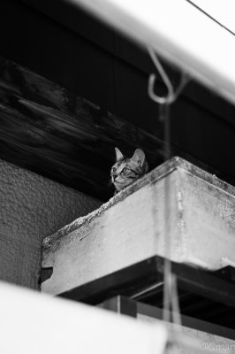 soku_32312.jpg :: 動物 哺乳類 猫 ネコ 野良猫 