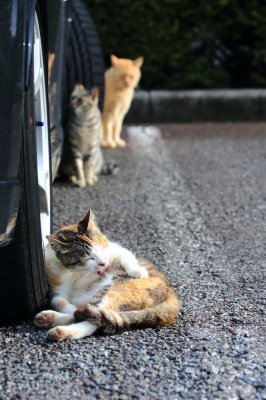 soku_32354.jpg :: 動物 哺乳類 猫 ネコ 野良猫 