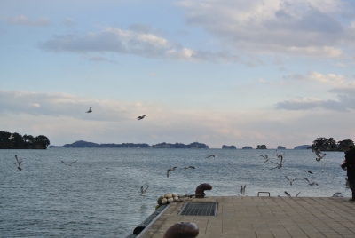 soku_32361.jpg :: 松島 カモメ 風景 自然 海 
