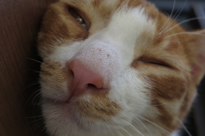 soku_32421.jpg :: 動物 哺乳類 猫 ネコ 元野良猫 ロミー 