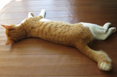 soku_32423.jpg :: 動物 哺乳類 猫 ネコ 元野良猫 ロミー 
