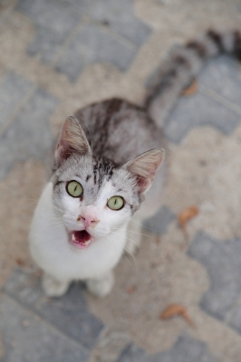 soku_32438.jpg :: 動物 哺乳類 猫 ネコ 宮古島 