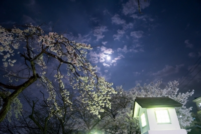 soku_32487.jpg :: 植物 花 桜 サクラ 夜桜 風景 自然 天体 月 