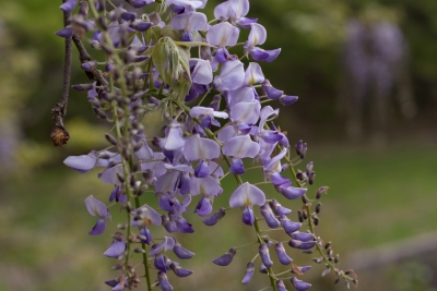 soku_32573.jpg :: 植物 花 紫の花 