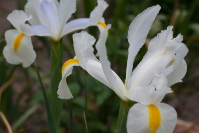soku_32577.jpg :: 植物 花 白い花 