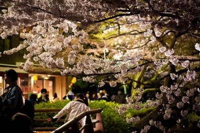 soku_32589.jpg :: 桜 夜桜 井の頭公園 夜景 
