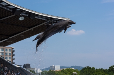 soku_32723.jpg :: 動物 海の生物 イルカ イルカショー 京都水族館 