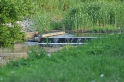 soku_32738.jpg :: 風景 自然 川 湿地 水路 植物 草葉 雑草 