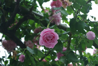 soku_32801.jpg :: 植物 花 薔薇 バラ ピンクの花 