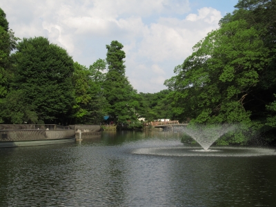 soku_32914.jpg :: 風景 街並み 公園 井の頭公園 井の頭の池 
