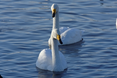 soku_33678.jpg :: 動物 鳥 白鳥 ハクチョウ 白鳥の湖 